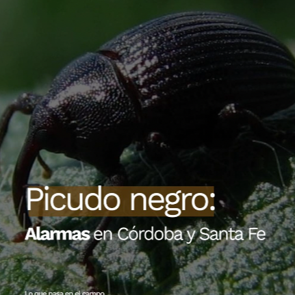 El picudo negro contin&uacute;a su avance hacia el coraz&oacute;n sojero y preocupa: claves para frenar su dispersi&oacute;n | Infocampo