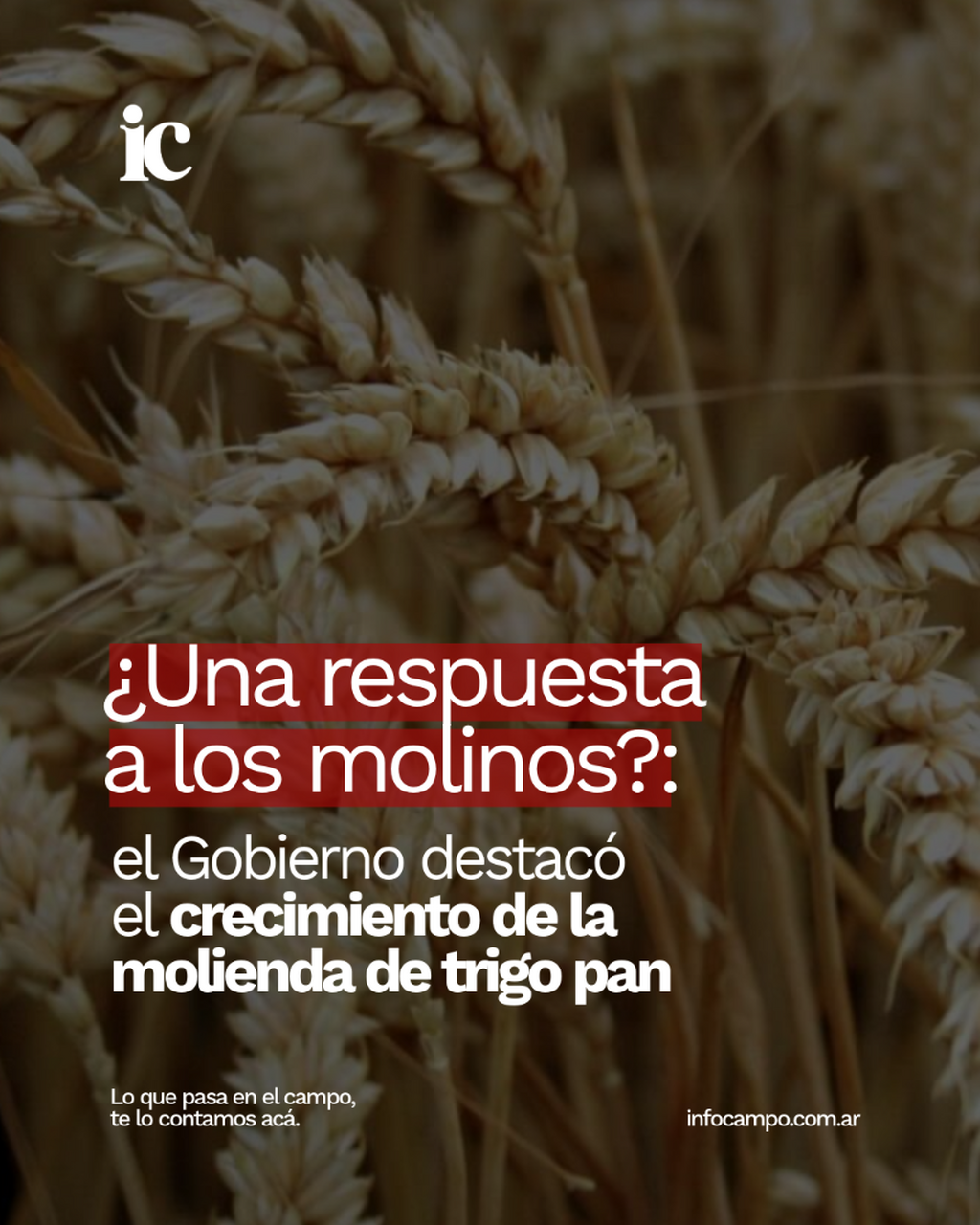 &iquest;Una respuesta a los molinos?: el Gobierno destac&oacute; el crecimiento de la molienda de trigo pan | Infocampo