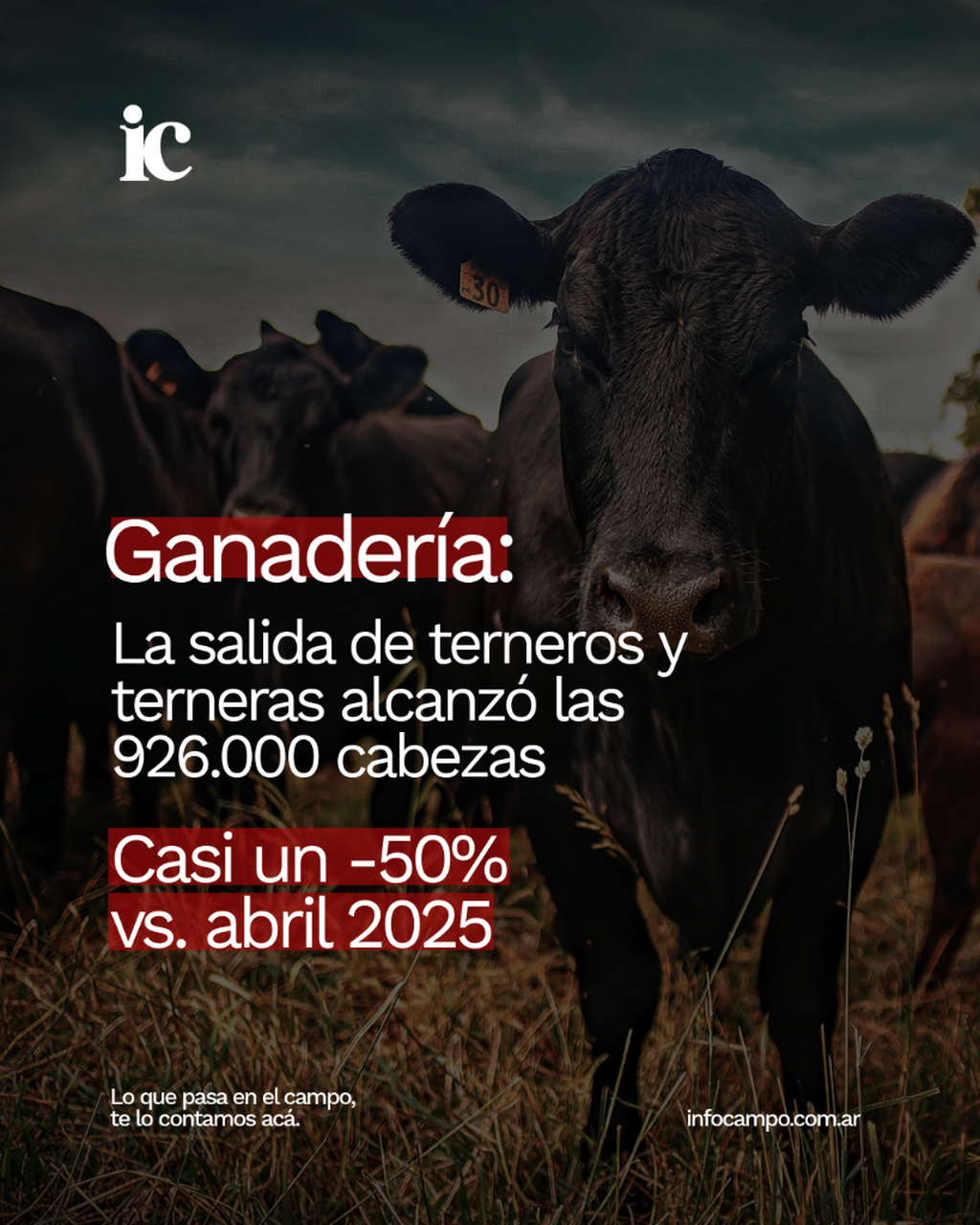 Los terneros marcan el ritmo de un a&ntilde;o at&iacute;pico para la ganader&iacute;a: la zafra m&aacute;s lenta en una d&eacute;cada | Infocampo