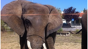 Portugal's last circus elephant