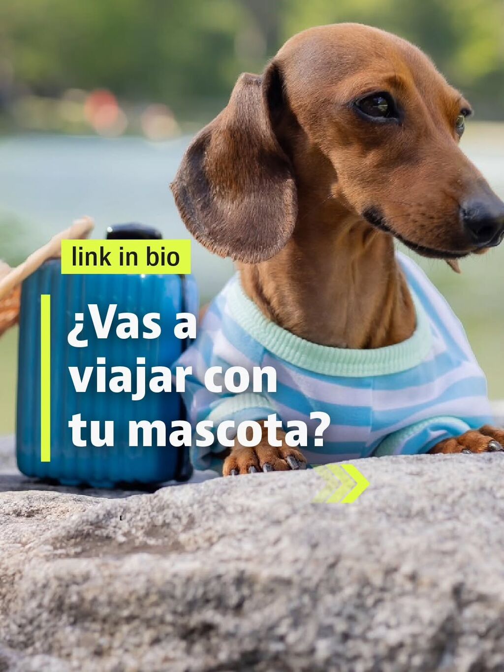 Viajar mascotas carrusel
