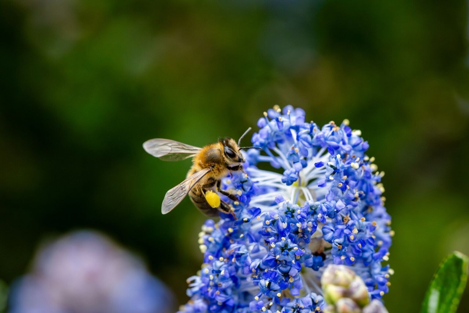 Summer Of Kindness 🐝