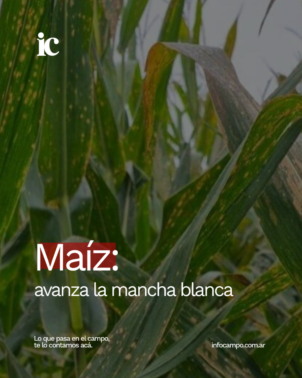 Ma&iacute;z: el clima h&uacute;medo le abri&oacute; la puerta a la mancha blanca y hay preocupaci&oacute;n por los lotes tard&iacute;os | Infocampo