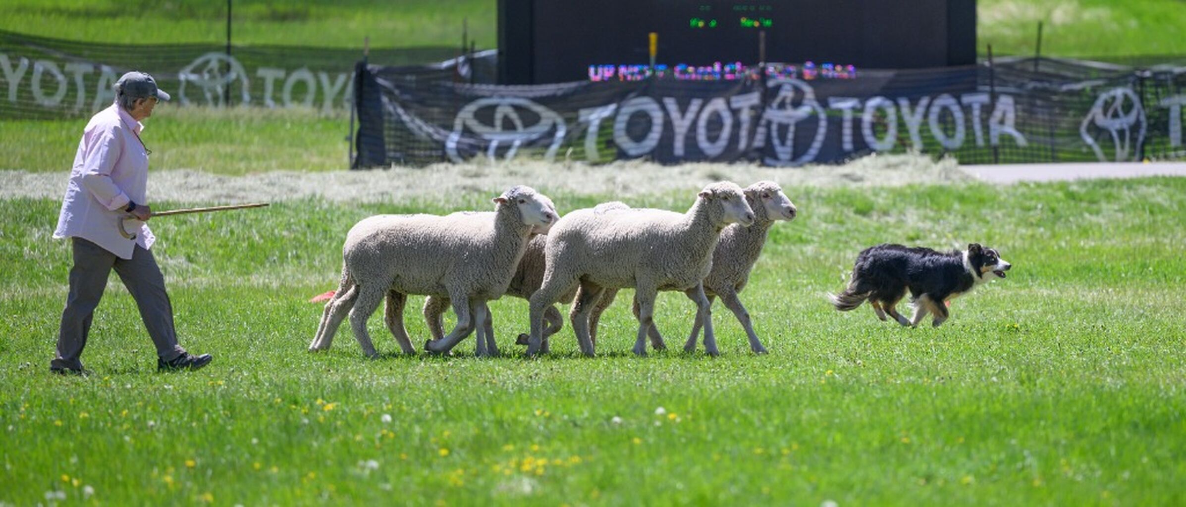 Soldier Hollow Classic Sheepdog Championships & Festival