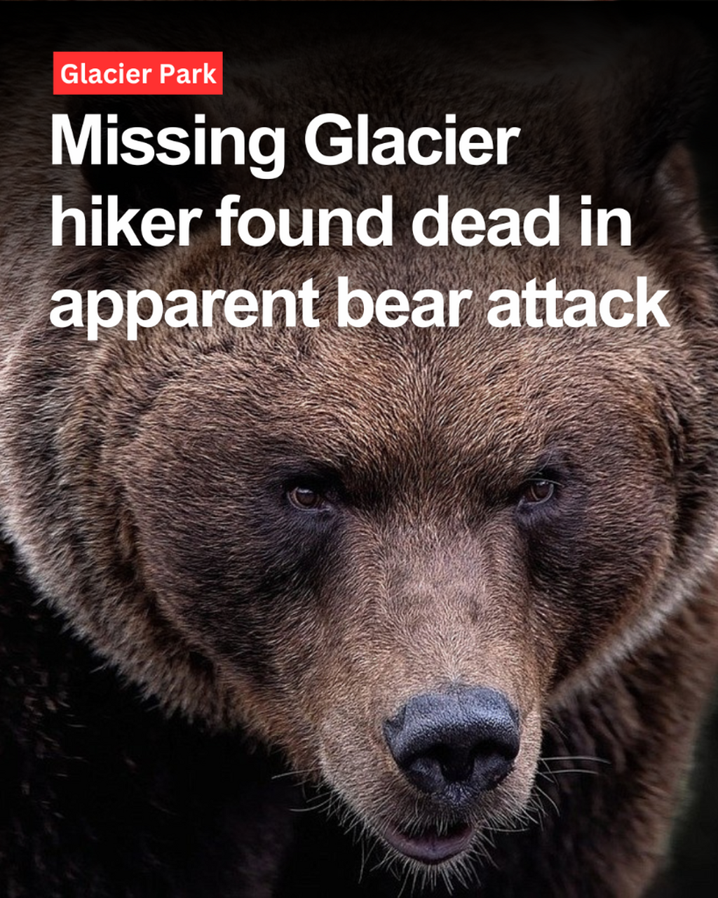 Missing Glacier hiker found dead in apparent bear attack