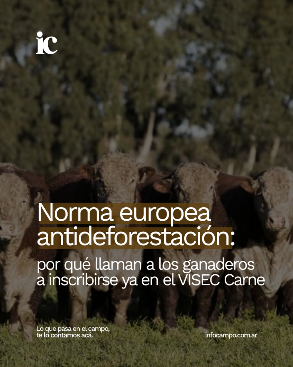 Norma europea antideforestaci&oacute;n: por qu&eacute; llaman a los ganaderos a inscribirse ya en el VISEC Carne | Infocampo