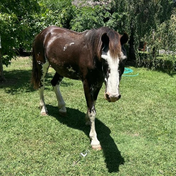 Make a life changing difference for working equines