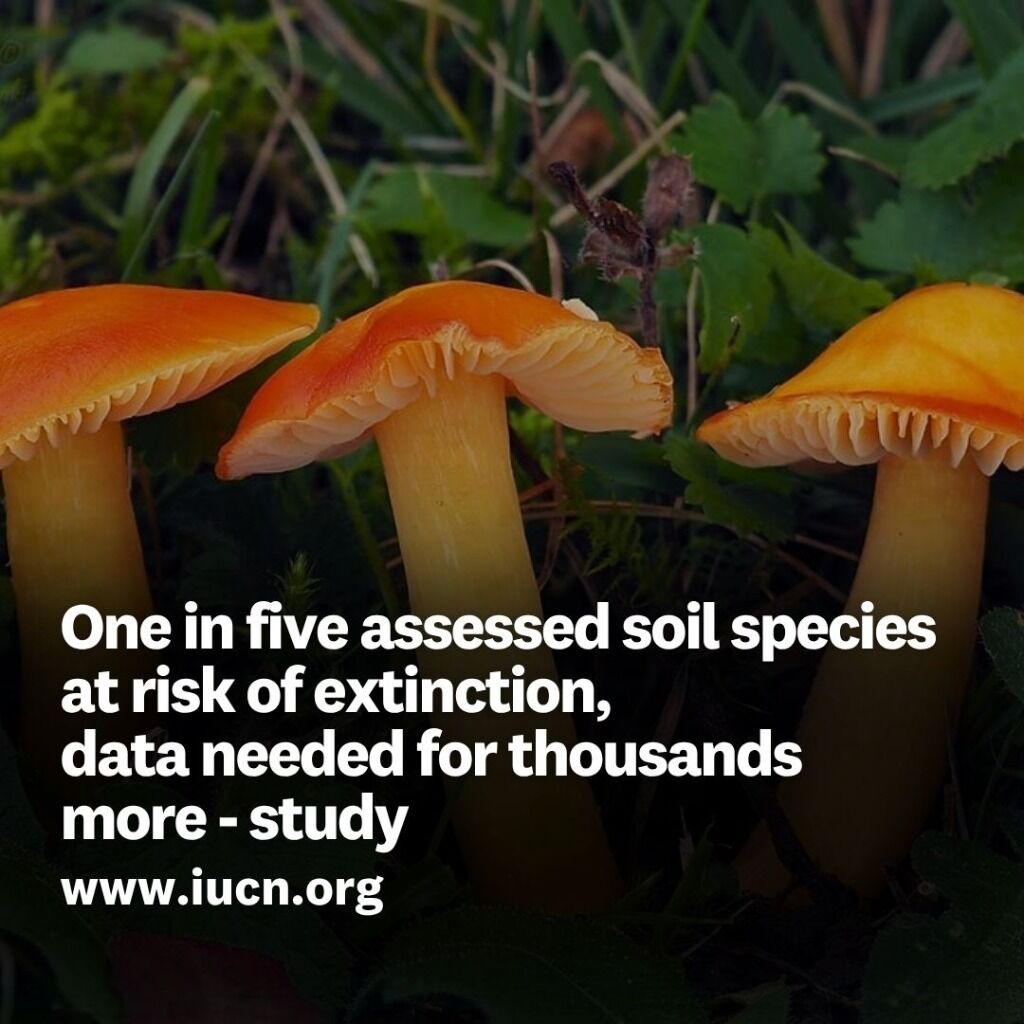 One in five assessed soil species at risk of extinction, data needed for thousands more - study