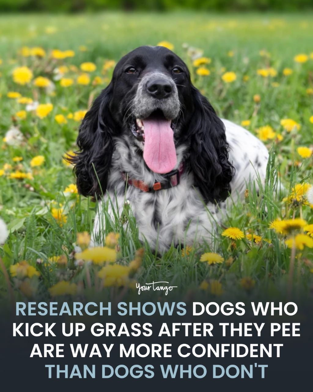 Dogs Who Kick Up The Grass After They Pee Or Poop All Share An Adorable Personality Trait