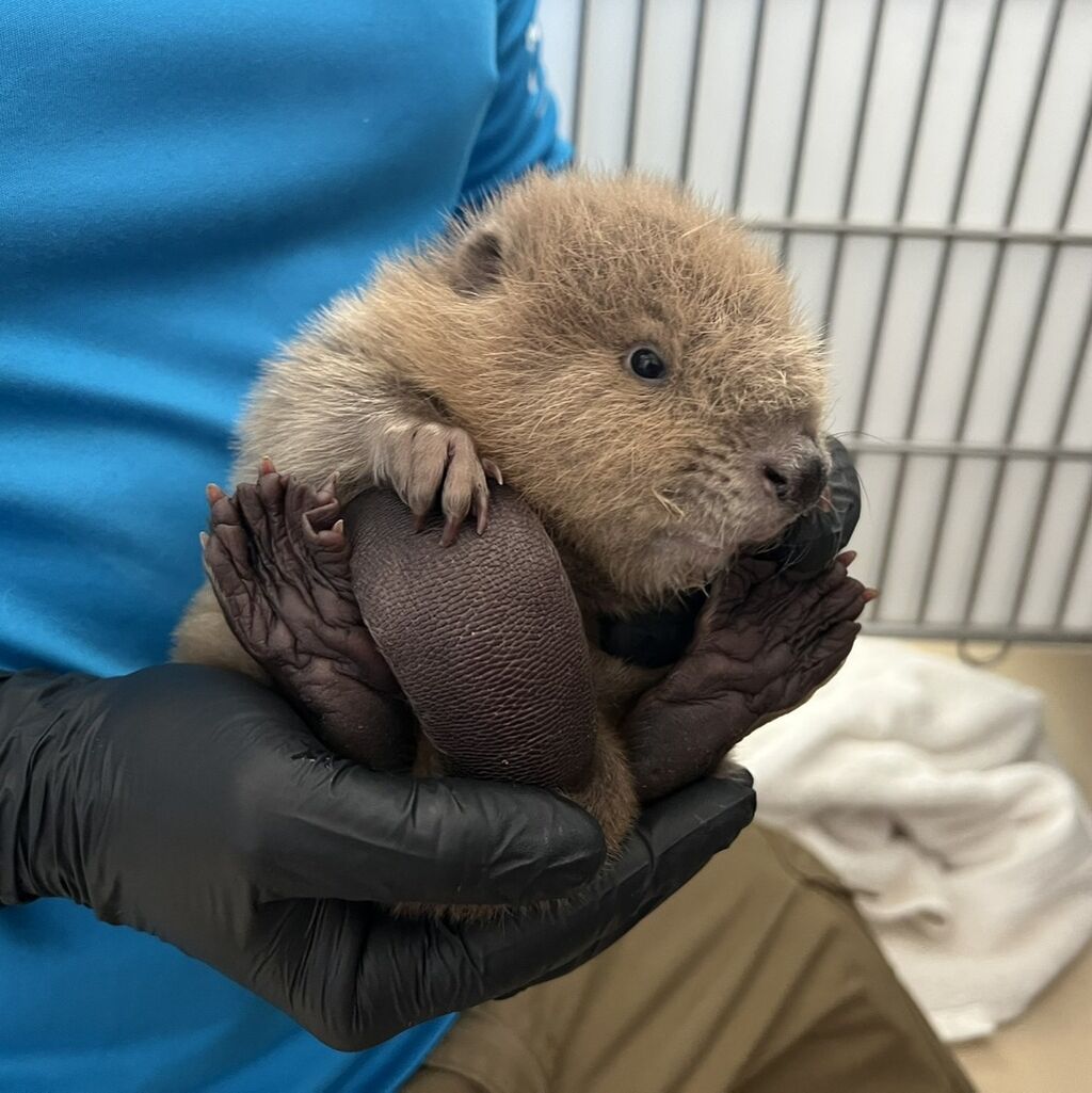 Support Wildlife This Baby Season