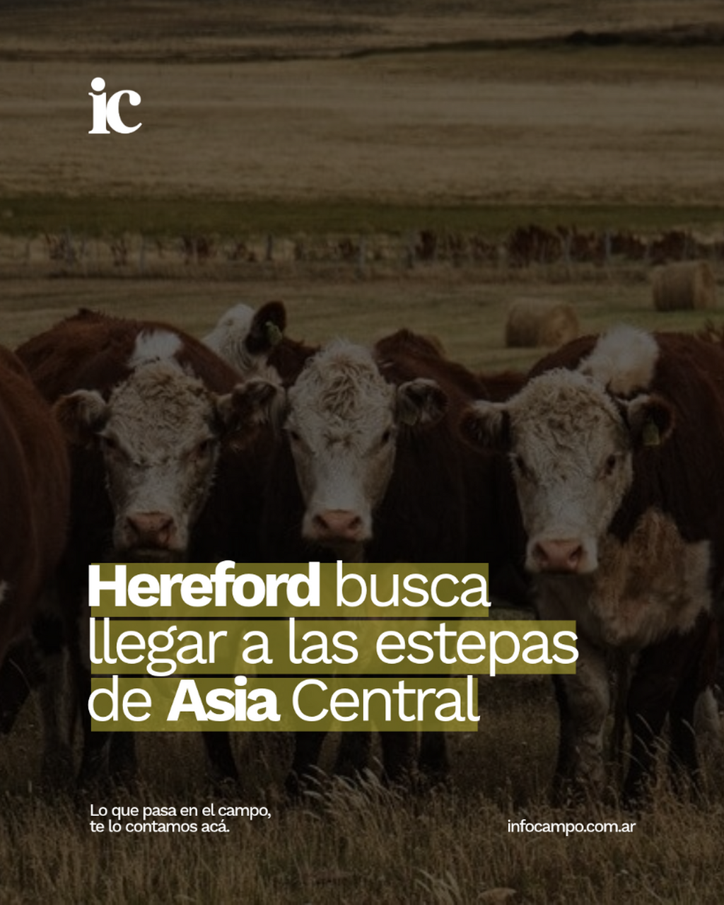 Gen&eacute;tica de exportaci&oacute;n: el Hereford argentino busca llegar a las estepas de Asia Central | Infocampo