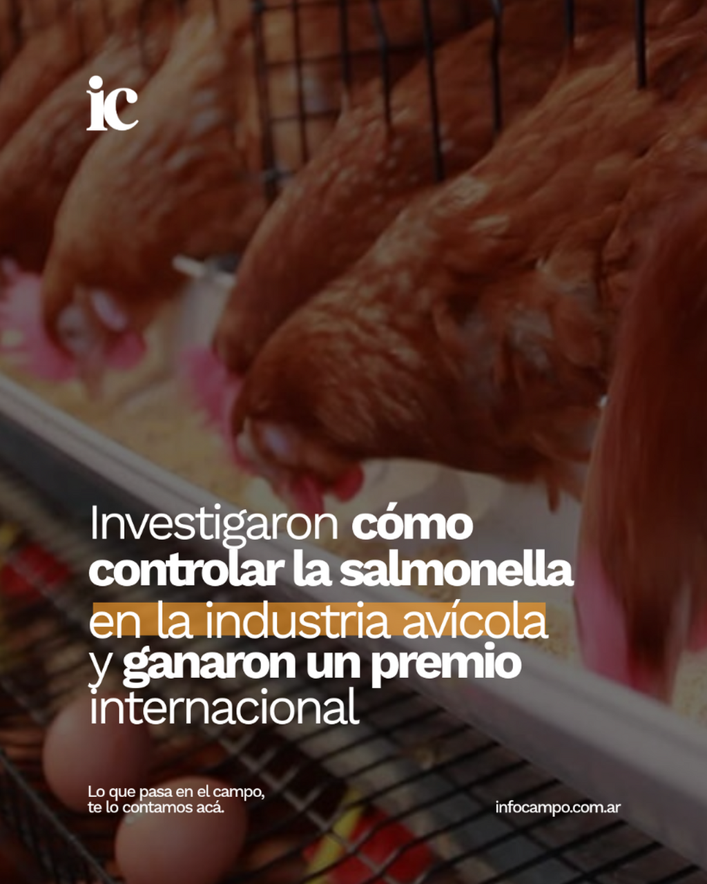 Investigaron c&oacute;mo controlar la salmonella en la industria av&iacute;cola y ganaron un premio internacional | Infocampo