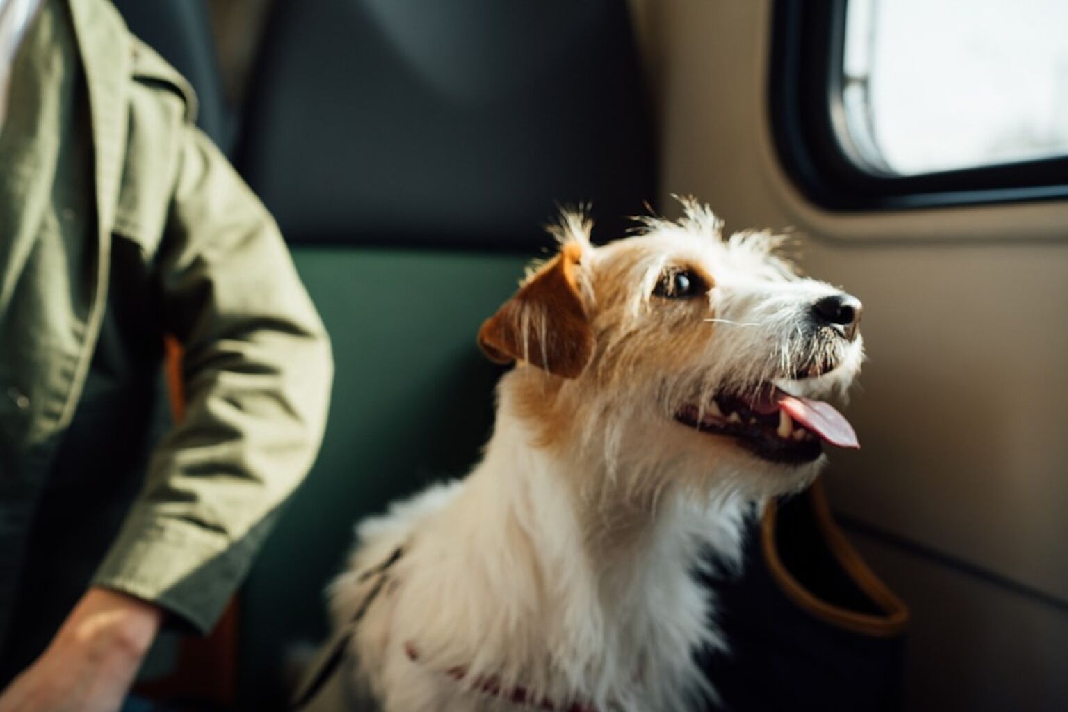 Moving to Panama With Pets: Requirements, Costs &amp; Tips for a Smooth Move