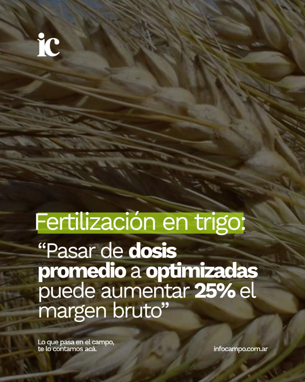 Fertilizaci&oacute;n en trigo: &ldquo;Pasar de dosis promedio a optimizadas puede aumentar 25% el margen bruto&rdquo; | Infocampo
