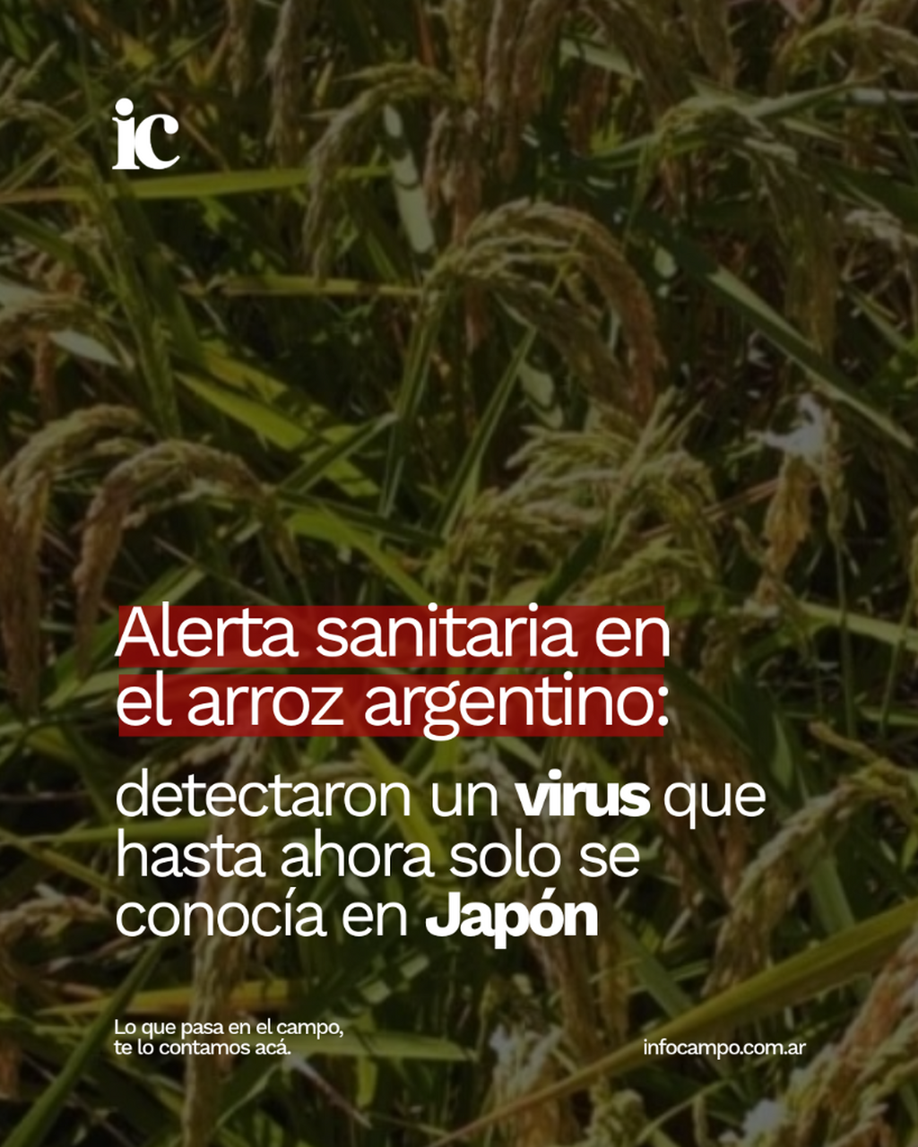Alerta sanitaria en el arroz argentino: detectaron un virus que hasta ahora solo se conoc&iacute;a en Jap&oacute;n | Infocampo