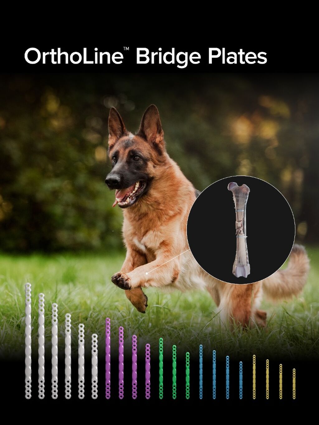 OrthoLine&trade; Bridge Plates
