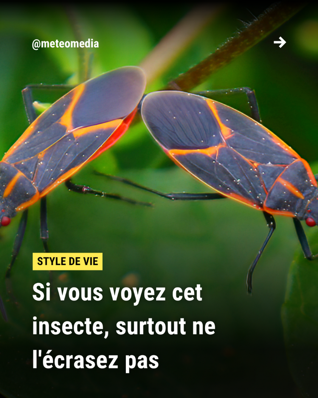  Si vous voyez cet insecte, surtout ne l'&eacute;crasez pas