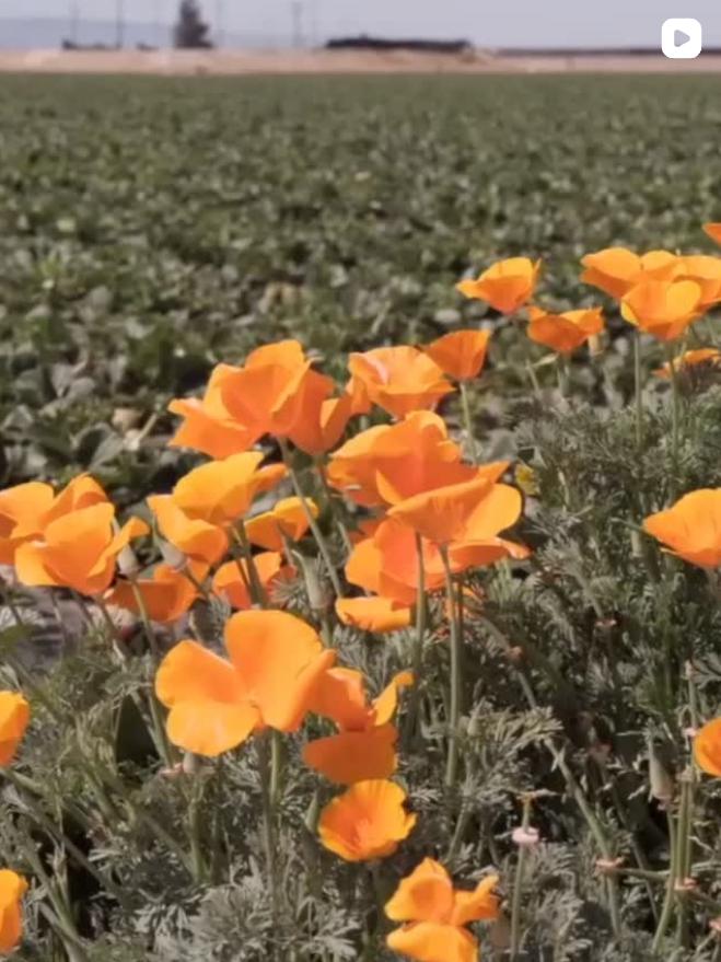 International Year of the Woman Farmer - California Strawberry Commission