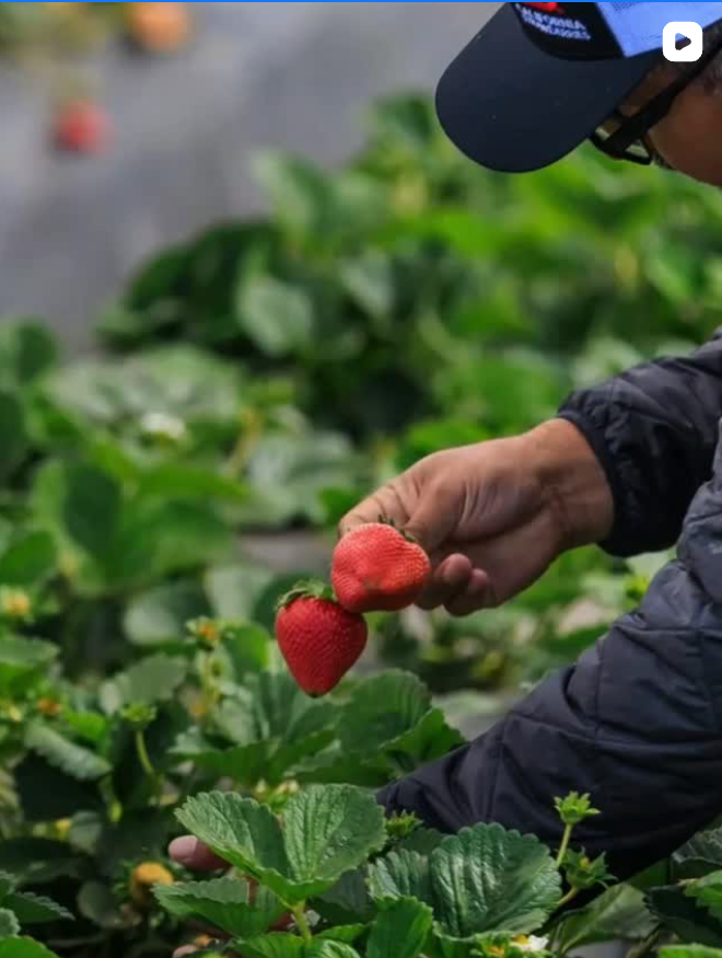 Sustainable Farming | California Strawberries