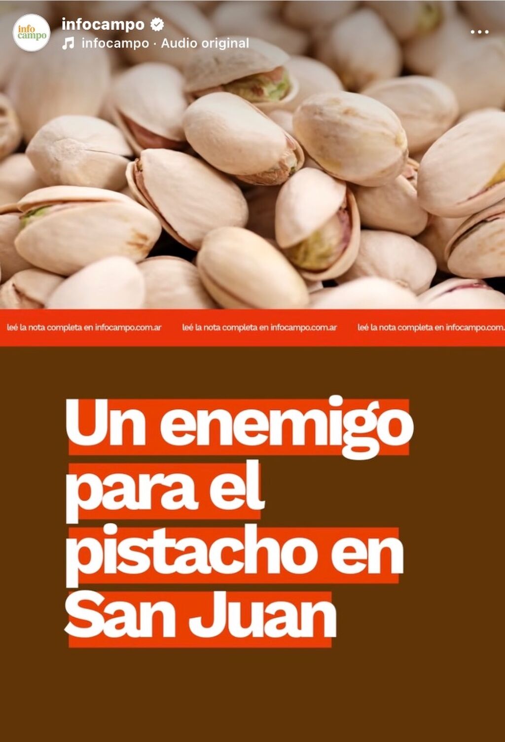Mientras sigue expandi&eacute;ndose en San Juan, al pistacho le naci&oacute; un enemigo: el loro barranquero | Infocampo
