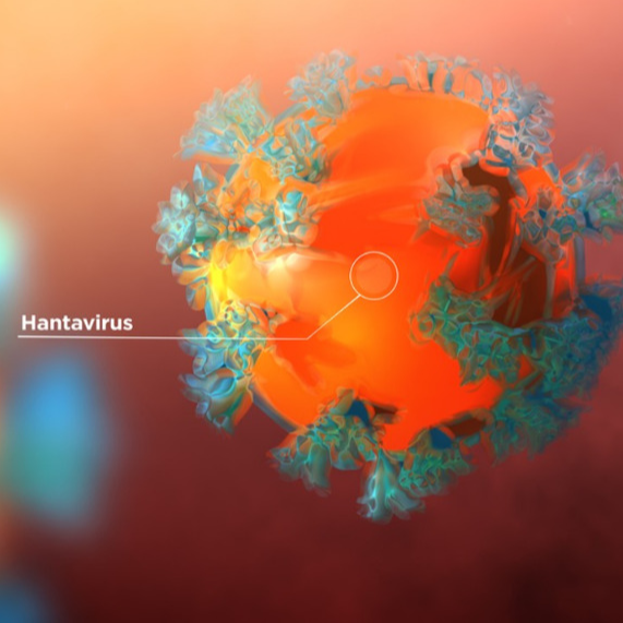 Hantavirus FAQ Page