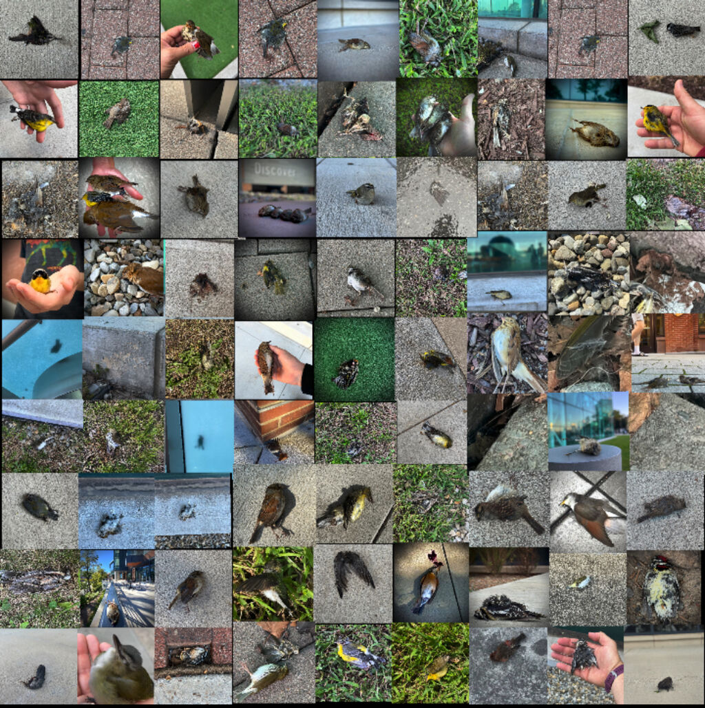 Activists Are Calling On Hudson County To Save Birds By Implementing This Ordinance