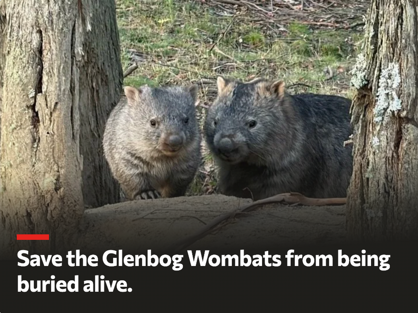 SIGN NSW WOMBAT PETITION
