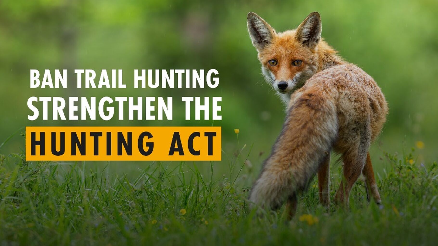 Trail Hunting Consultation