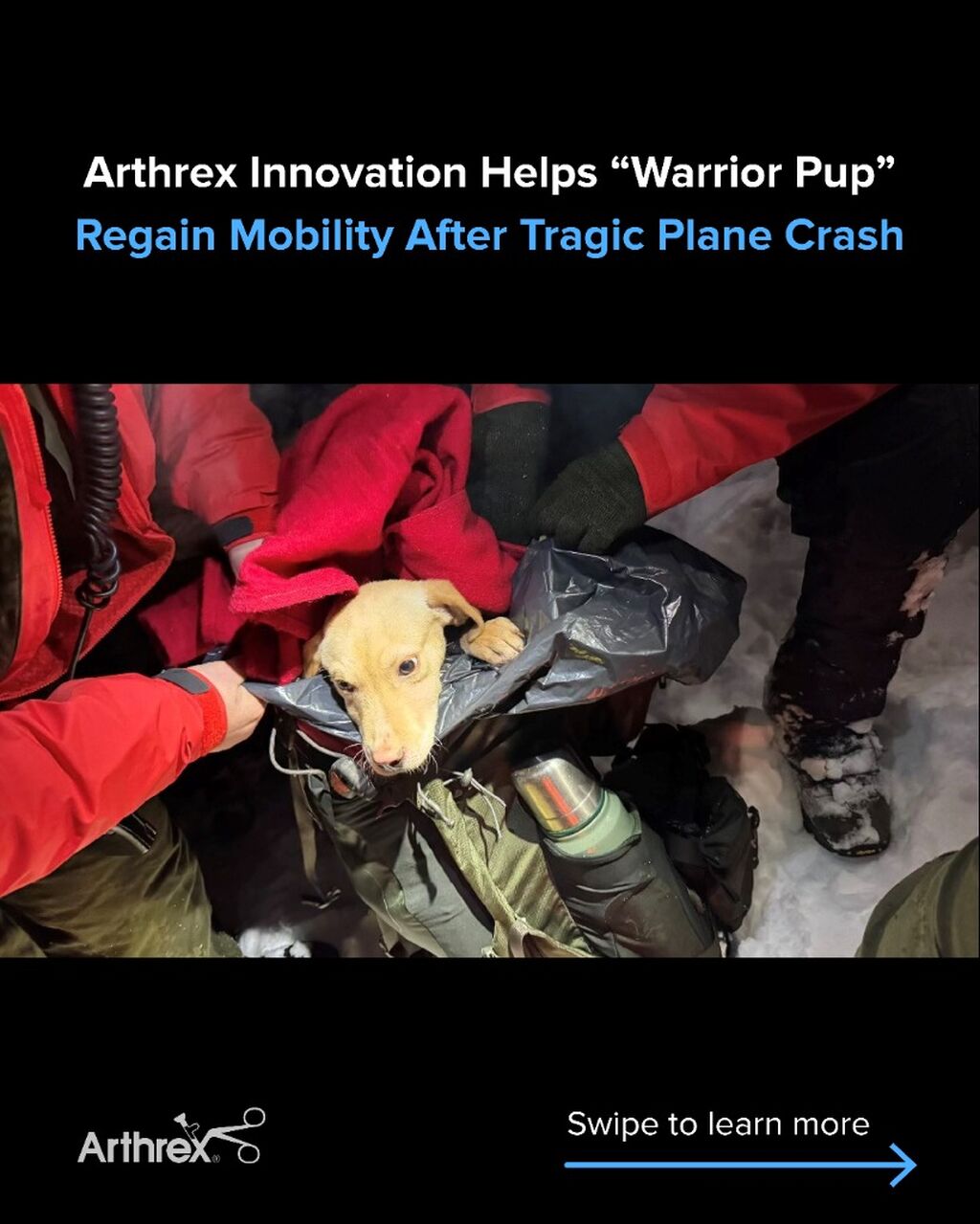 Making Animals Better - Rescued Puppy, Whiskey