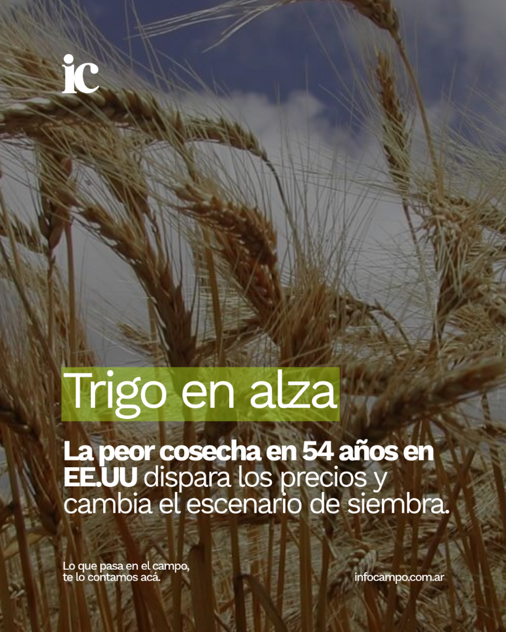 El trigo se reanima de cara a la siembra: se dispara el precio por la peor cosecha en 54 a&ntilde;os en EEUU | Infocampo