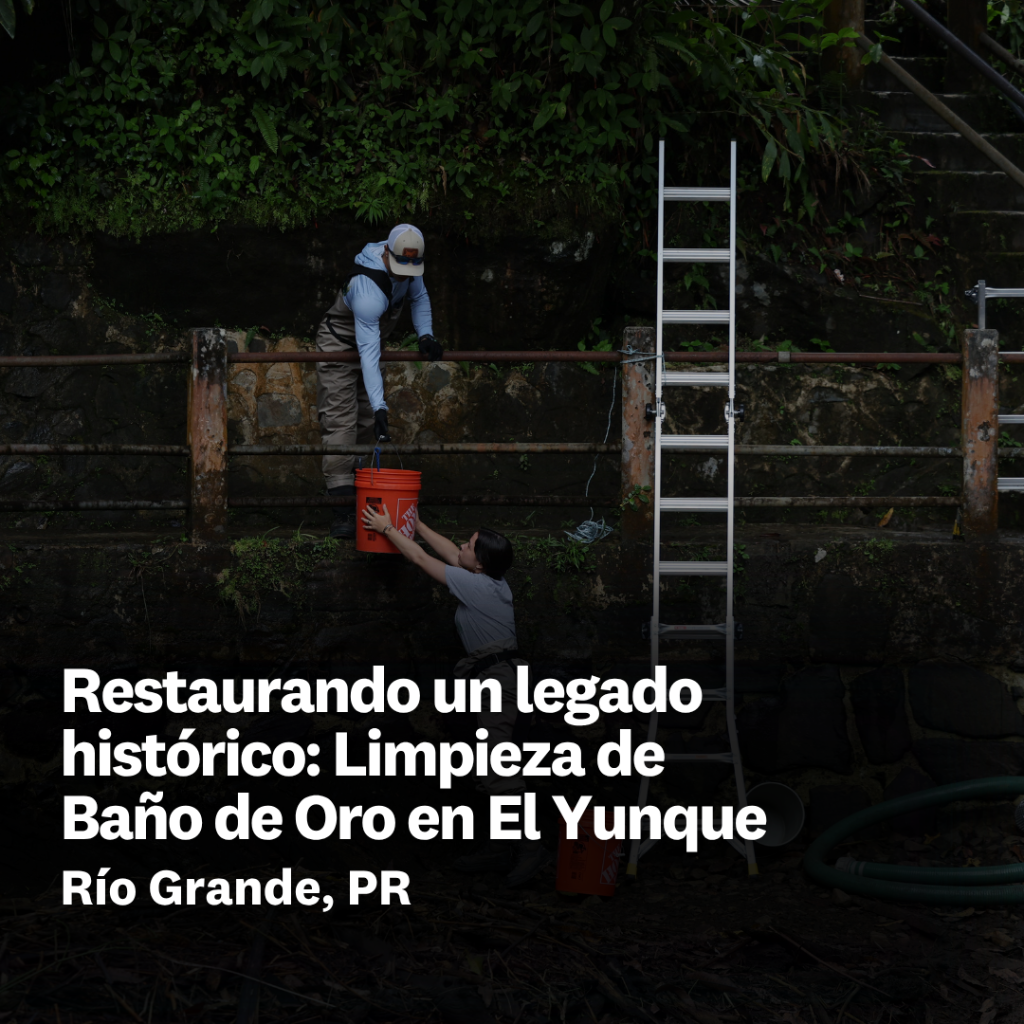 Restaurando un legado hist&oacute;rico: Limpieza de Ba&ntilde;o de Oro en El Yunque