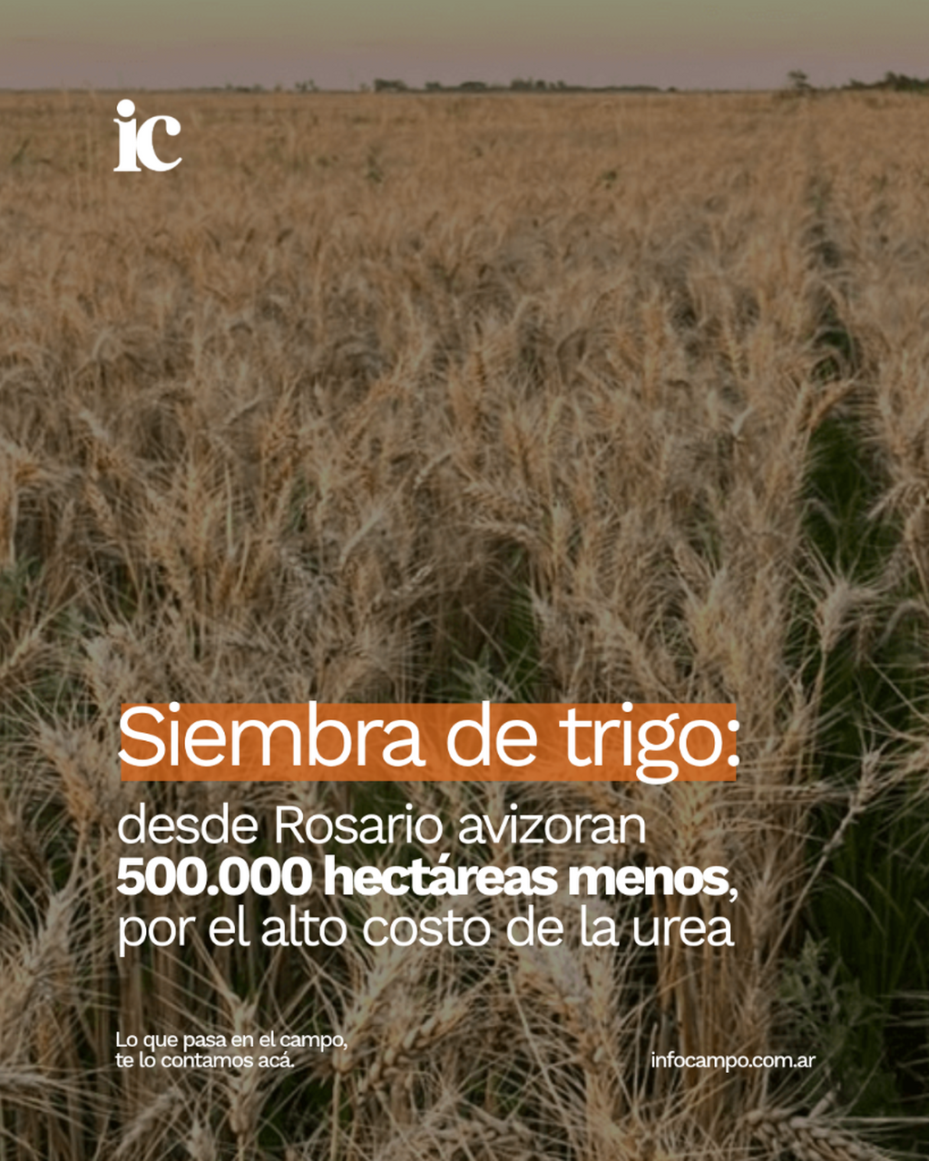 Siembra de trigo: desde Rosario avizoran 500.000 hect&aacute;reas menos, por el alto costo de la urea | Infocampo