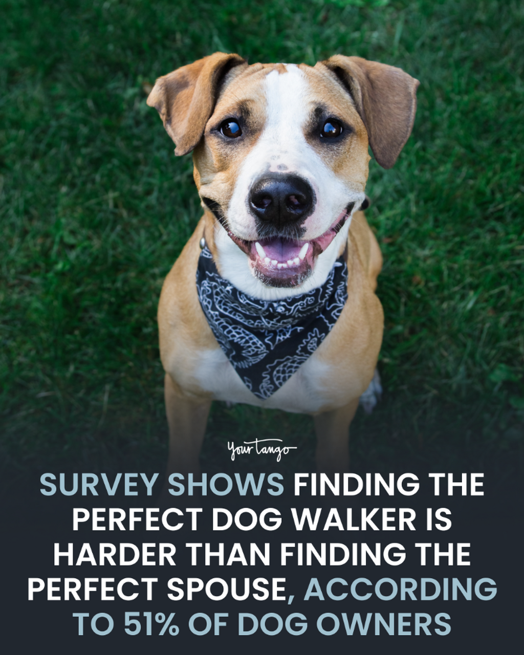 Survey Finds 51% Of Dog Owners Think It's Harder to Find The Perfect Dog Walker Than The Perfect Spouse