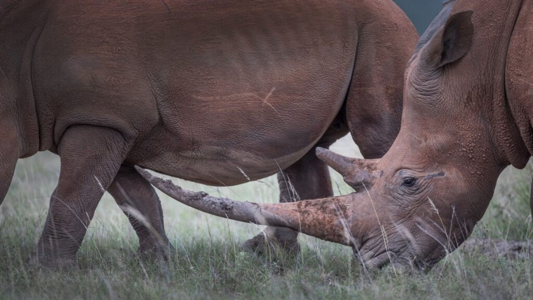 South Africa Rhino Horn Trade Plan