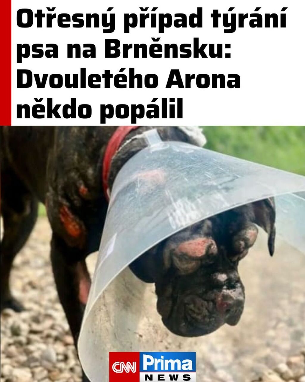 Otřesn&yacute; př&iacute;pad t&yacute;r&aacute;n&iacute; psa na Brněnsku: Dvoulet&eacute;ho Arona někdo pop&aacute;lil, policie pros&iacute; o pomoc