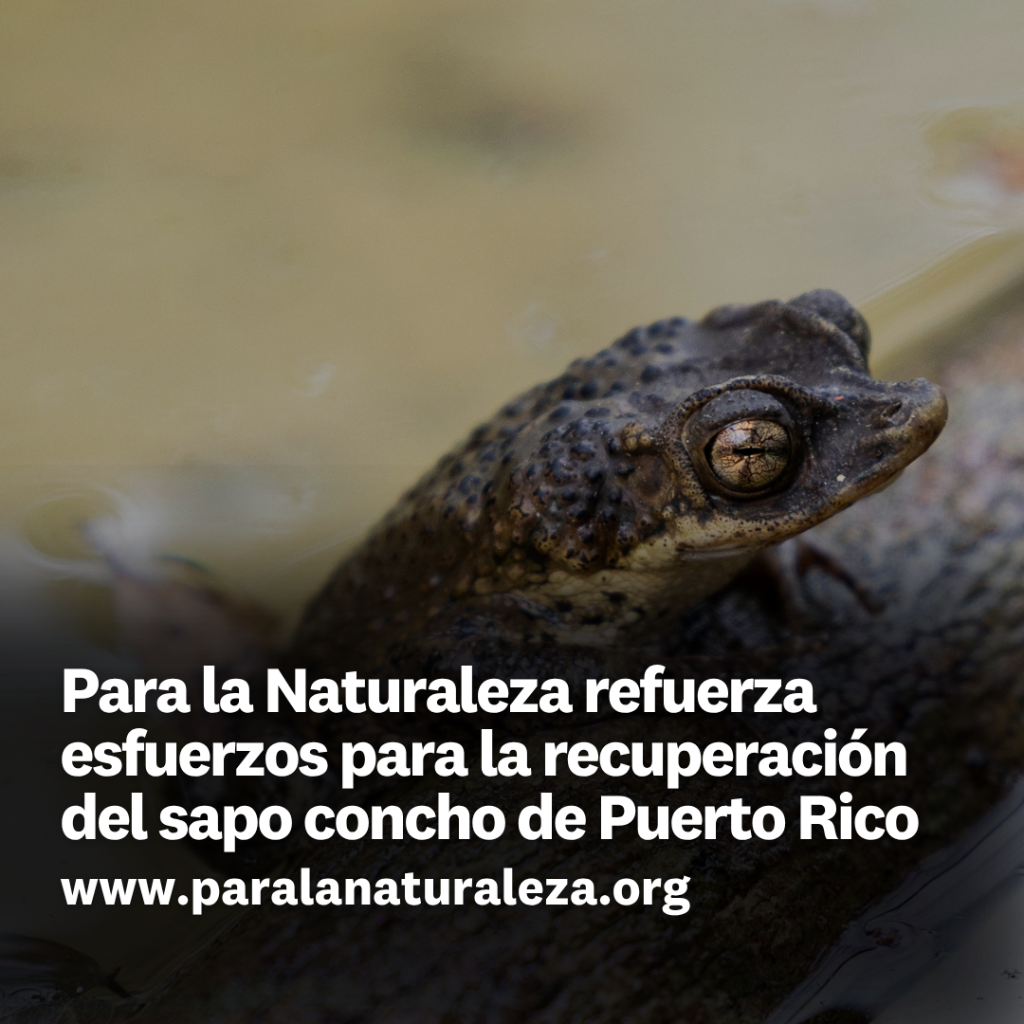 Para la Naturaleza refuerza esfuerzos para la recuperaci&oacute;n del sapo concho de Puerto Rico