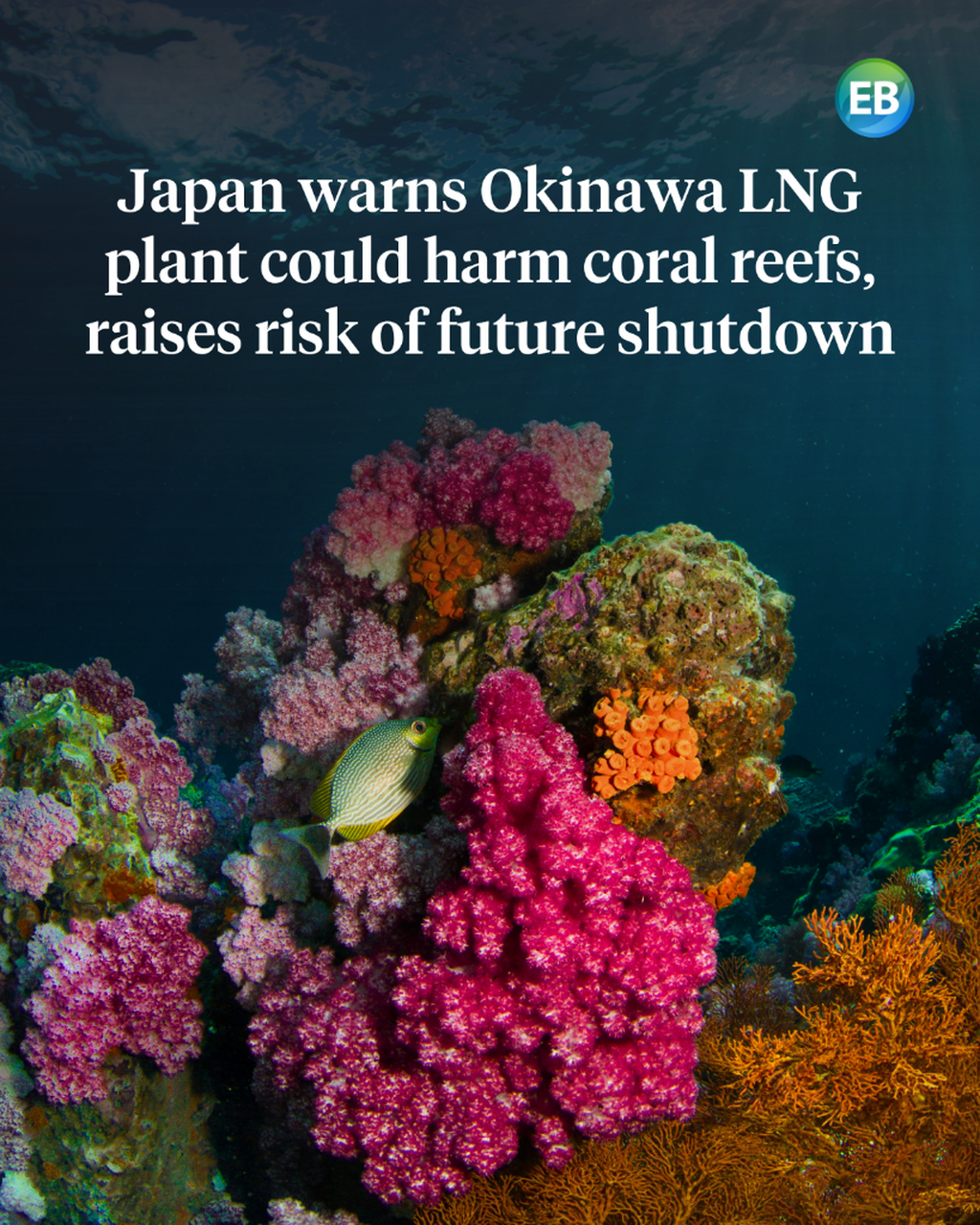 Japan warns Okinawa LNG plant could harm coral reefs, raises risk of future shutdown