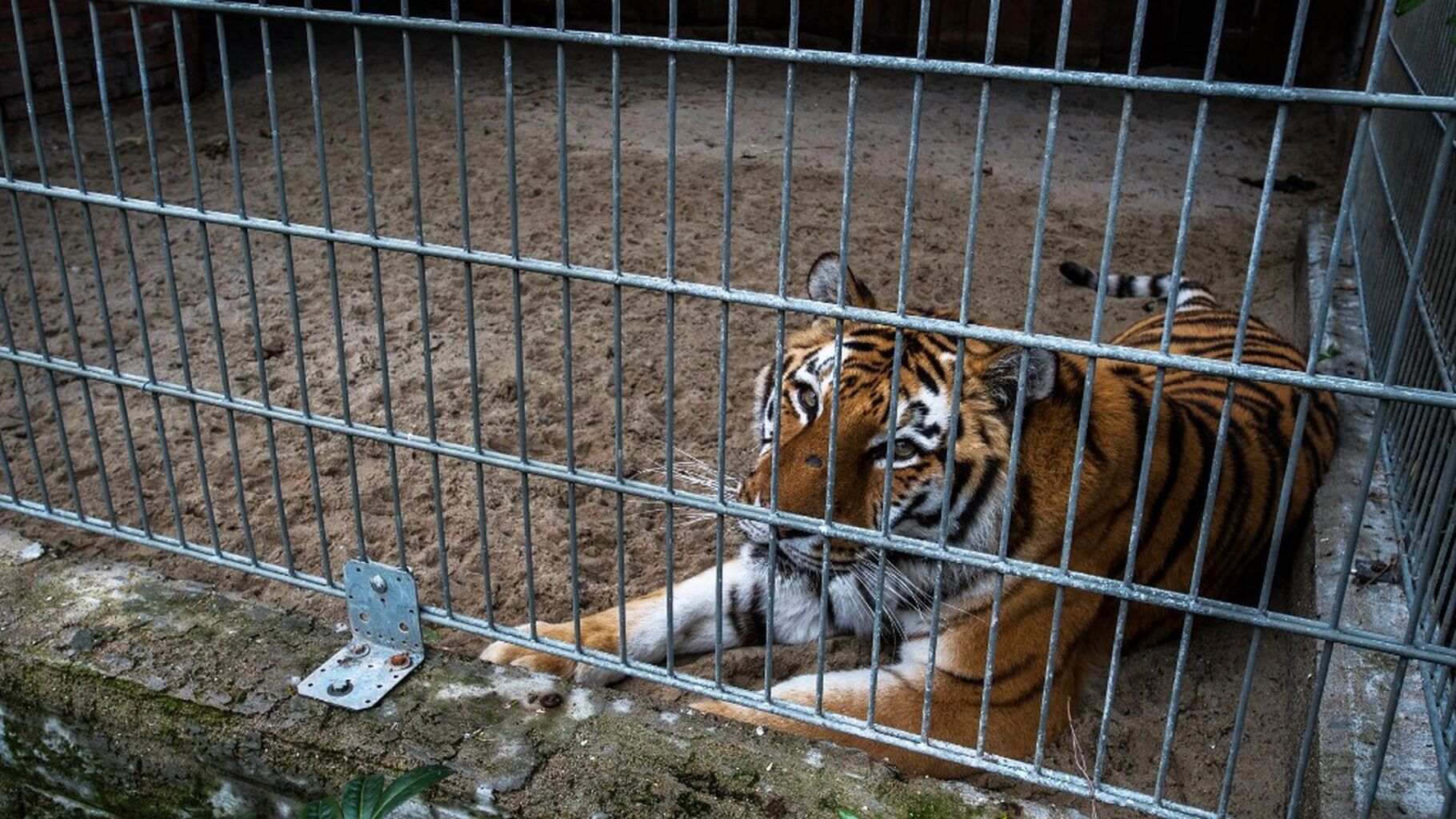 Escaped tiger killed by police in Germany