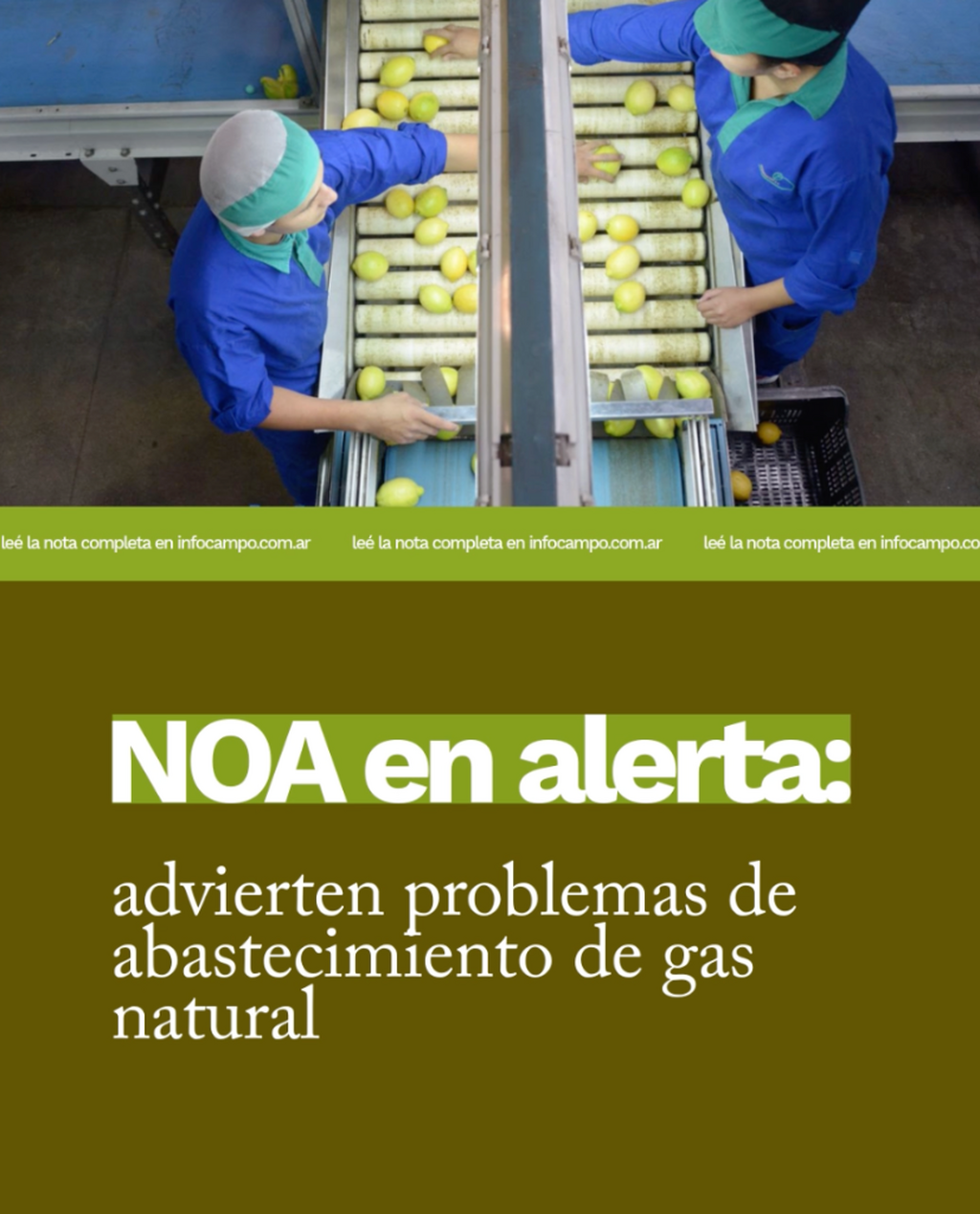 &ldquo;Extrema preocupaci&oacute;n&rdquo;: en el NOA falta gas y podr&iacute;a paralizarse la zafra de lim&oacute;n | Infocampo