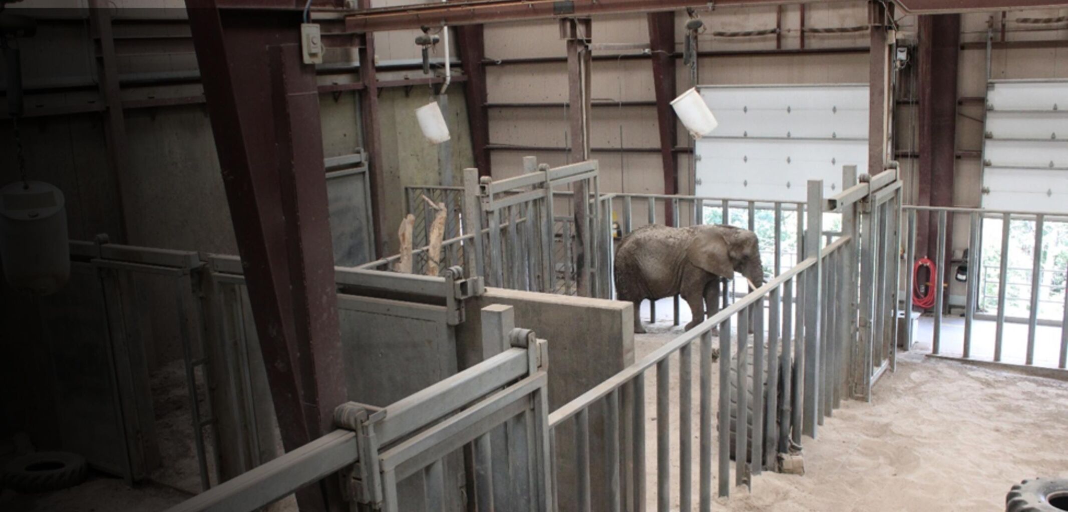 NEW RELEASE: Cheyenne Mountain Zoo Investigation (2026) | Born Free USA