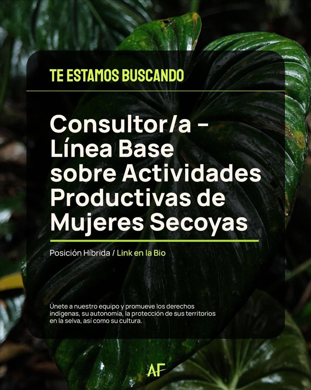 Consultor/a Peru Secoya (Siekopaai) 