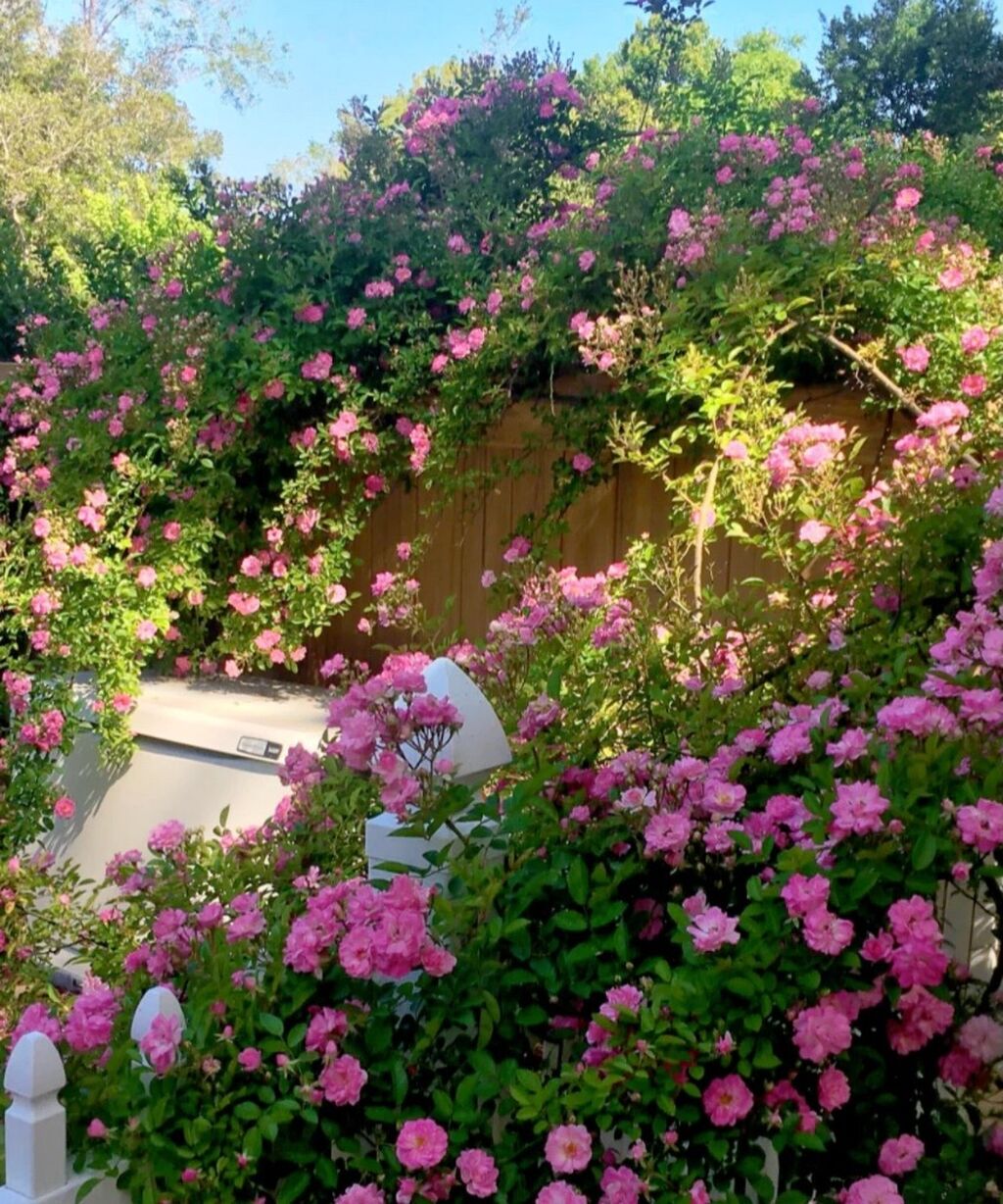 Best Plants for Beginner Gardeners