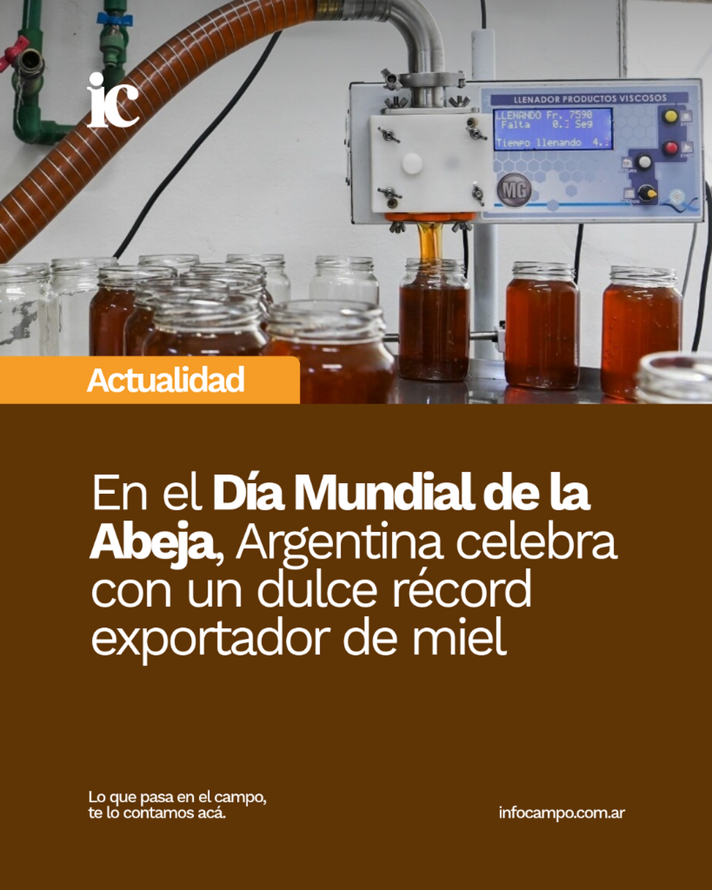 En el D&iacute;a Mundial de la Abeja, Argentina celebra con un dulce r&eacute;cord exportador de miel | Infocampo