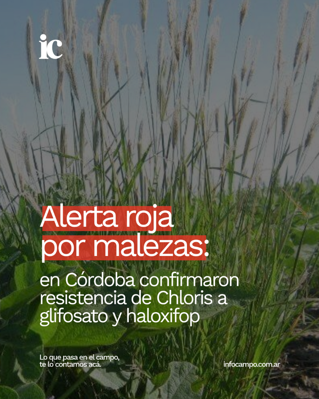 Alerta roja por malezas: en C&oacute;rdoba confirmaron resistencia de Chloris a glifosato y haloxifop | Infocampo