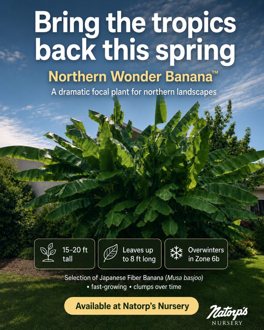 Northern Wonder Banana Tree | Fast Growing Trees