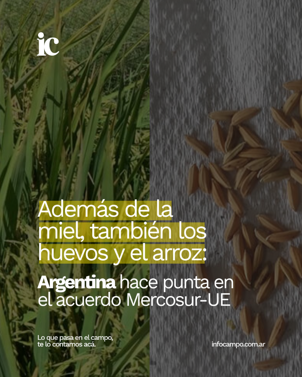 Adem&aacute;s de la miel, tambi&eacute;n los huevos y el arroz: Argentina hace punta en el acuerdo Mercosur-UE | Infocampo