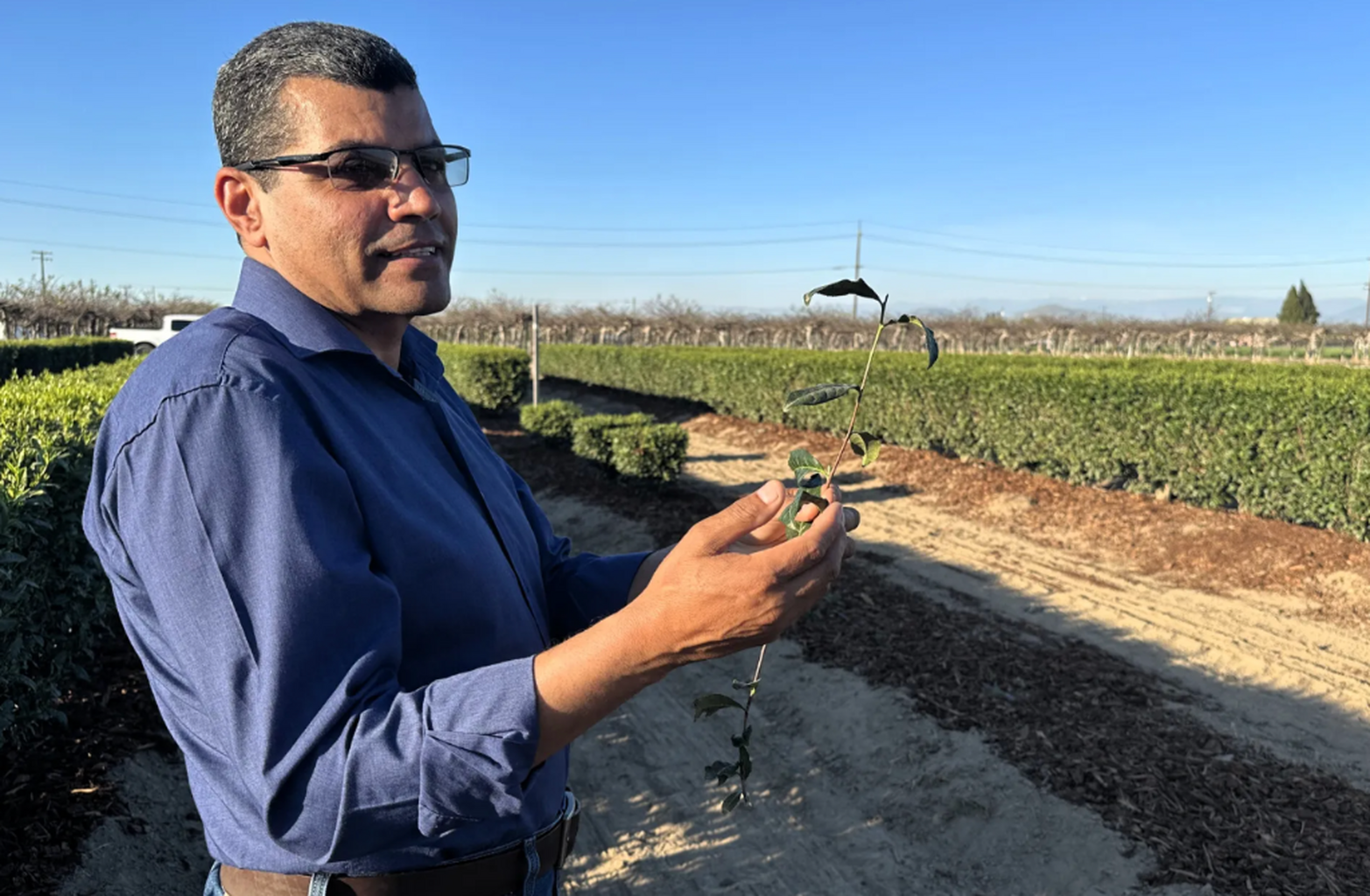 Brewed awakening: UC explores tea&rsquo;s potential as &lsquo;champion crop&rsquo; for California