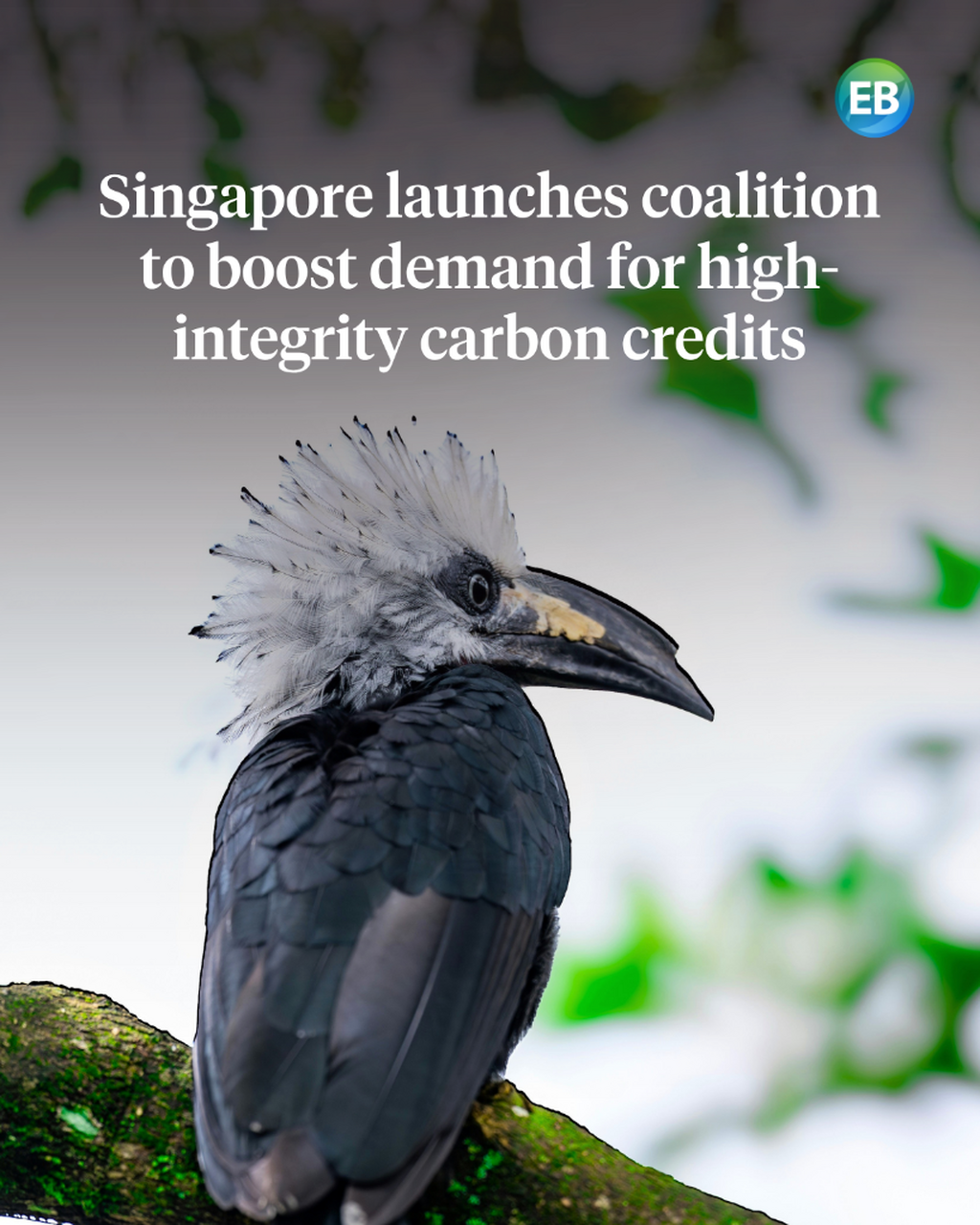 Singapore launches coalition to boost demand for high-integrity carbon credits