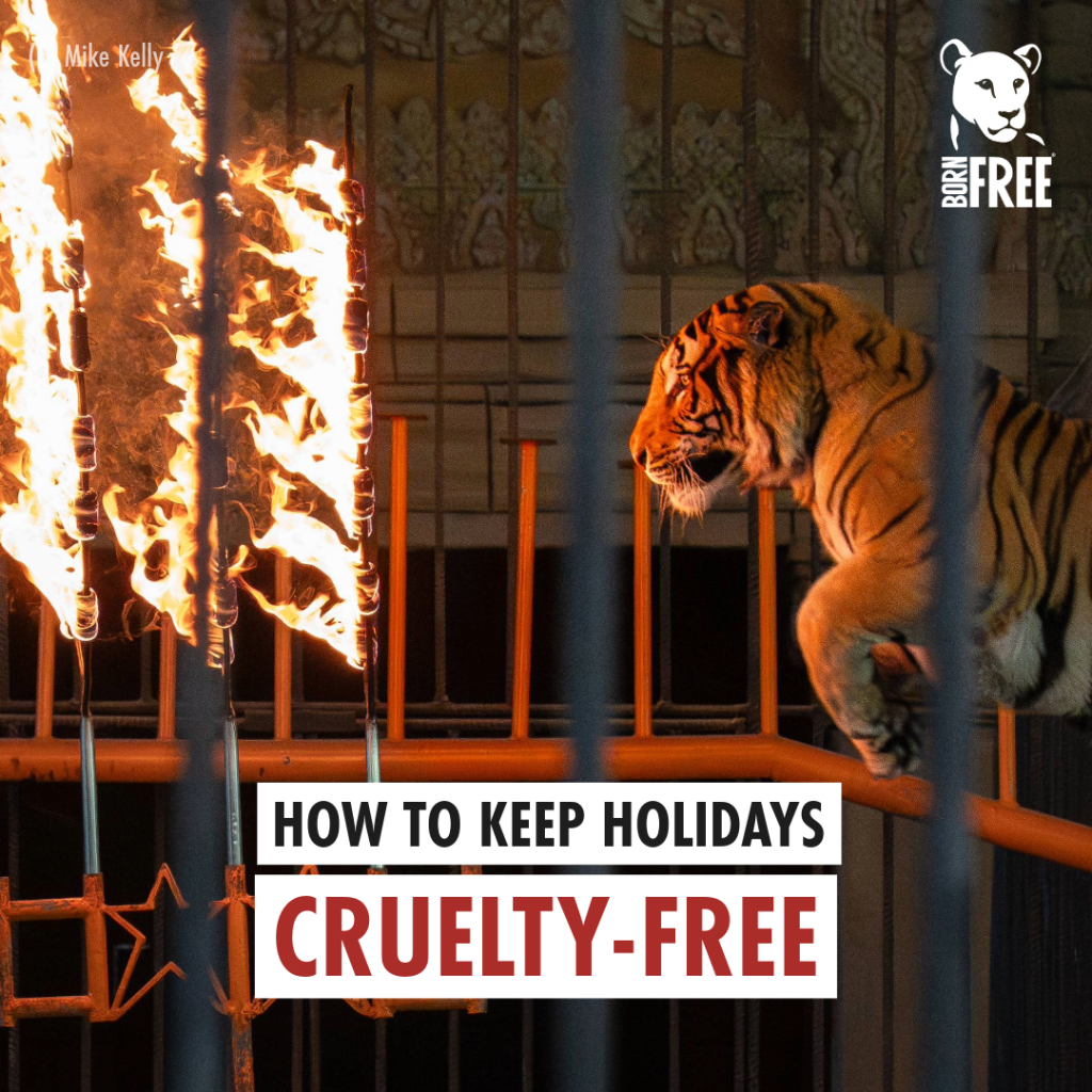 Help Keep Holidays Cruelty-Free