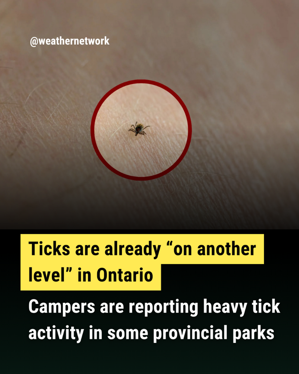  &ldquo;Beware&rdquo;: Heavy tick presence reported in Ontario provincial parks
